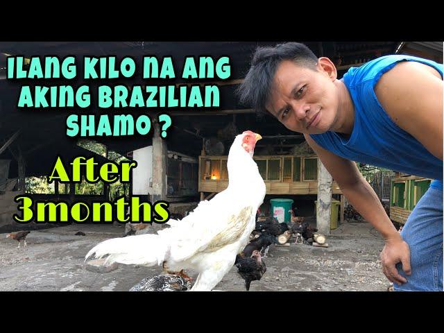 BRAZILIAN SHAMO | FREE RANGE CHICKEN | BUHAY PROBINSYA