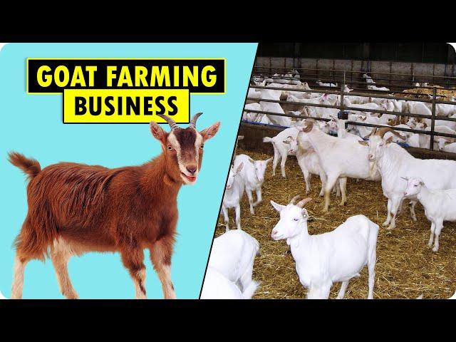 How to start Goat Farming Business | Goat Farming Business Plan | Goat Farming Guide for Beginners