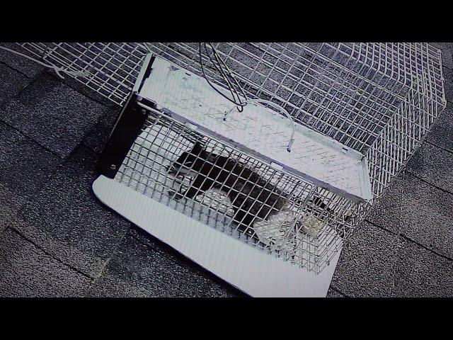 Persistent Squirrel figures out how to Escape from a Havahart Squirrel Trap