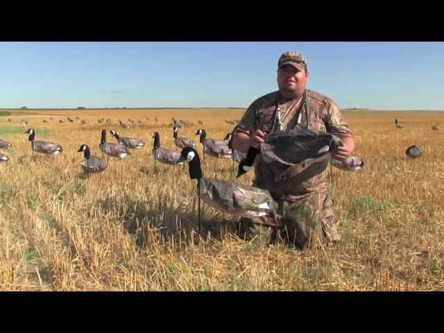 Canada Goose Hunting with White Rock Decoys