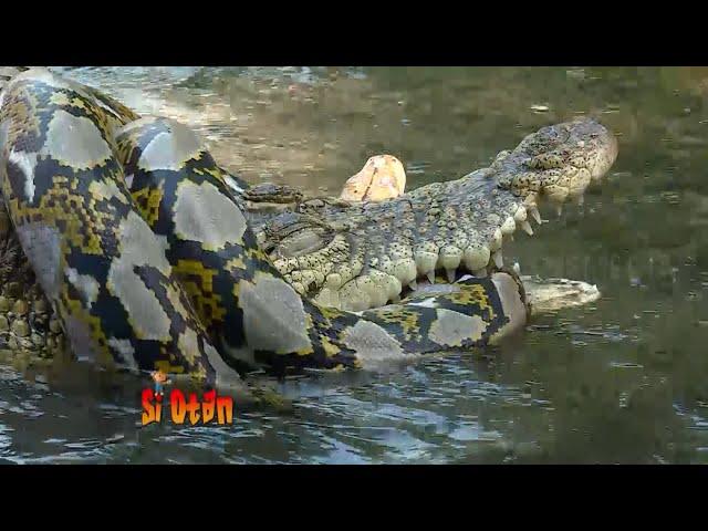 Battle of Reptile, Crocodile VS Python