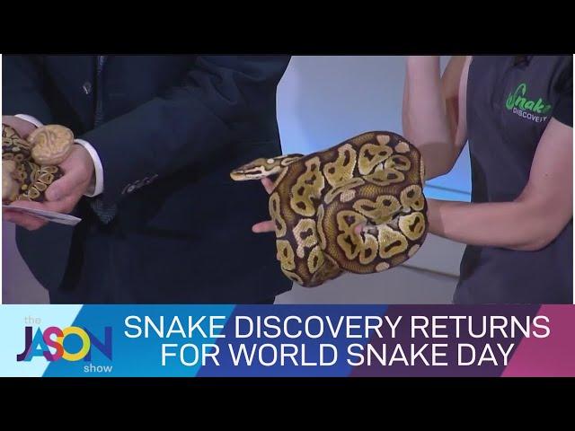 An anaconda in our studio! Emily Roberts from Snake Discovery returns for World Snake Day