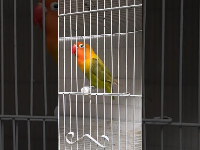 Lovebird Glamor cucu dari Lovebird Gadis Muda