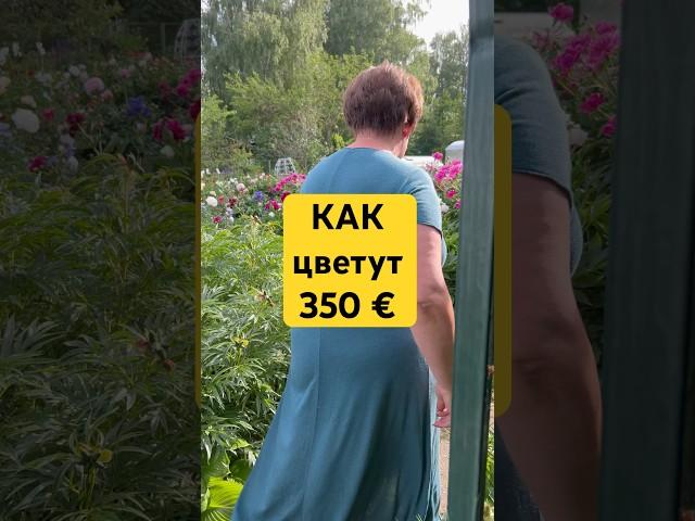 ШОК! 1 пион за 35.000 ₽