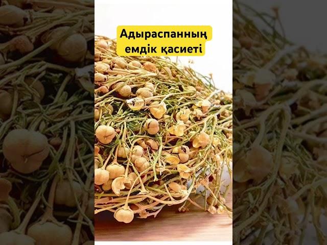 АДЫРАСПАННЫҢ АДАМ АҒЗАСЫНА ПАЙДАСЫ | Адыраспан қандай ауруларды емдейді.