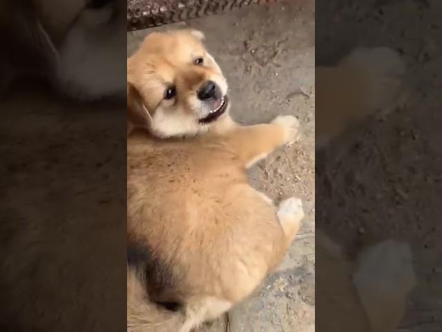 This puppy is so fierce  when provoked. A beautiful moment #7017 - #short,#dog