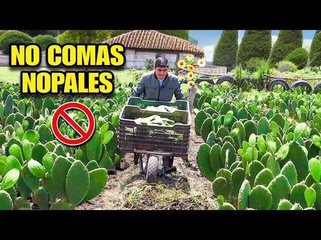 Lo Que Debes de Saber Sobre Los NOPALES