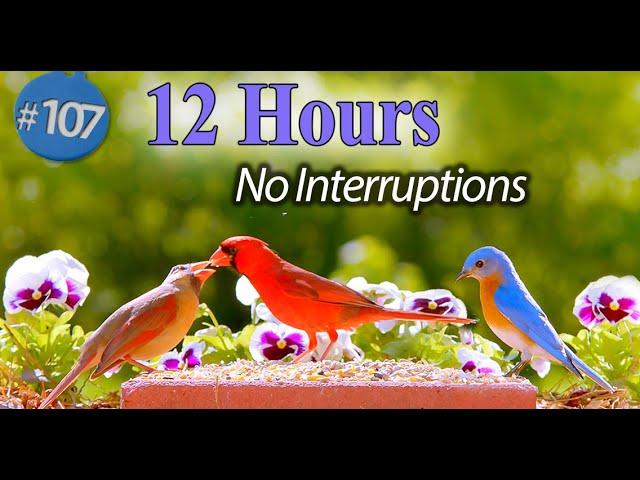 TV for Cats 12 Hour Bird Bonanza Uninterrupted CatTV with Fluttering Wings and Singing Birds