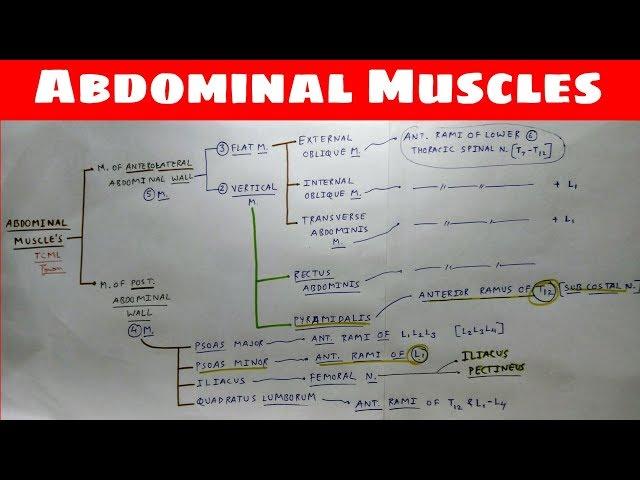 Abdominal Muscles | Part 2 | Anterior Abdominal Wall Anatomy | Chart | TCML