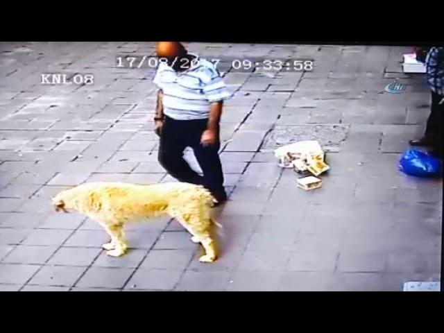 Köpekten Korkan Adama Köpek Şakası