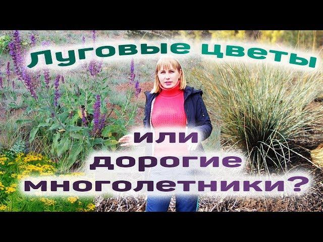 Луговые цветы или дорогие многолетники?