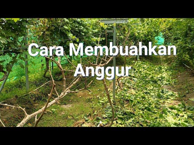 Cara Membuahkan Anggur