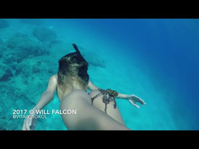 Underwater Adventures with models dolphins and octopus