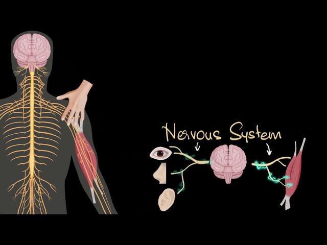 Nervous system (central & peripheral) | Control & Coordination | Biology | Khan Academy