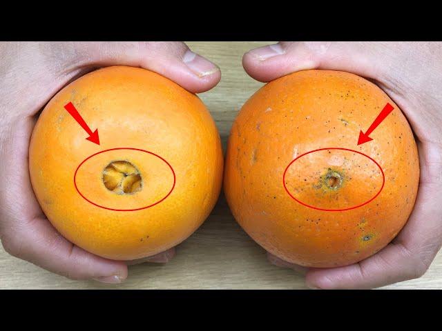 Experienced Fruit Farmer Teaches Tips On Choosing Delicious, Sweet And Fleshy Oranges