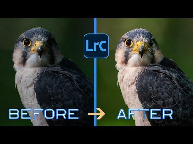 Revolutionize your wildlife photography with these 5 Lightroom hacks