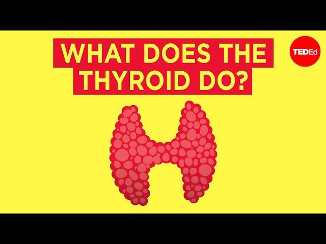 How does the thyroid manage your metabolism? - Emma Bryce