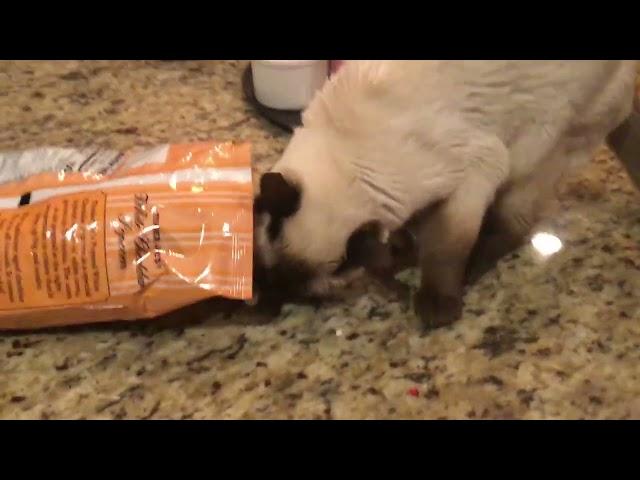 Siamese eats Popcorn