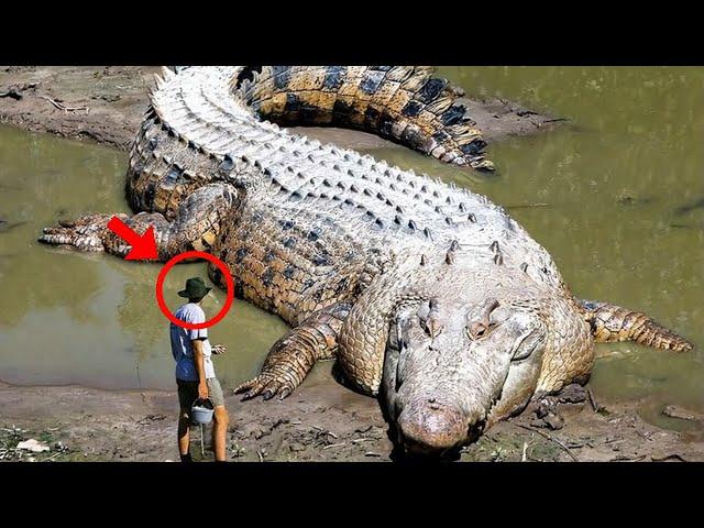 Biggest Animals Caught On Camera!