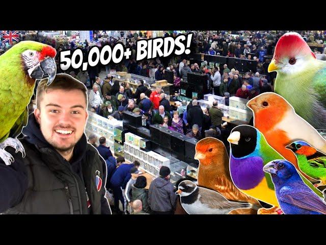 MASSIVE Bird Market in the UK - Newark 2024