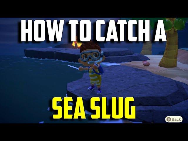 How to Catch a Sea Slug | Sea Slug Animal Crossing New Horizons | Sea Slug ACNH | Catch an Sea Slug