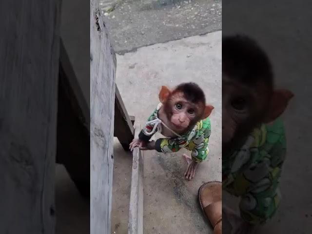 Baby Monyet Lucu in Action #monyetlucu #babymonkey #cutemonkey #monyetpantai (1)