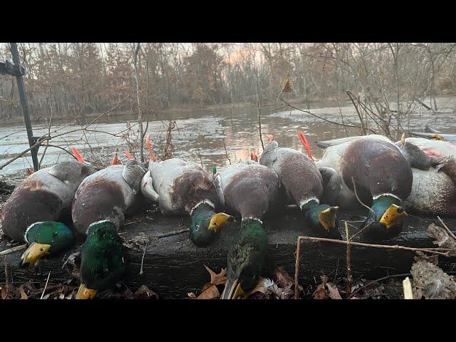 Hunting the All Day Grind: Marsh & Timber Mallard Action!