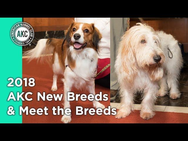 2018 AKC New breeds & Meet the Breeds