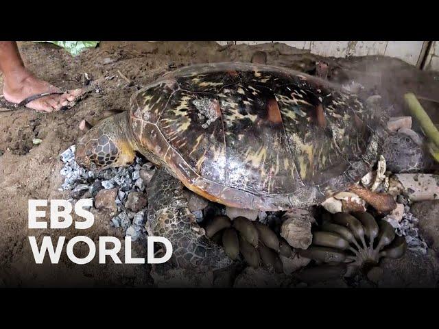 (ENG SUB) Micronesia 'Sea Turtle' Cuisine