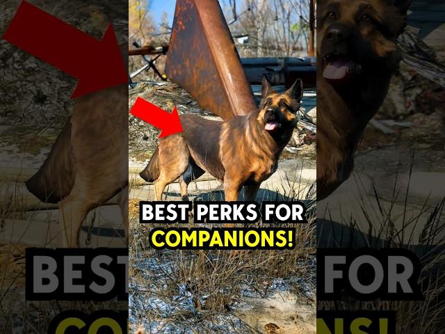 𝗕𝗘𝗦𝗧 Companion Perks in Fallout 4! 