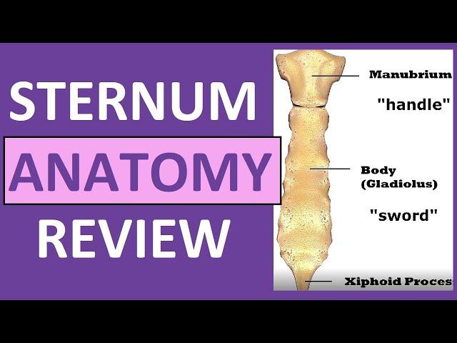 Sternum Anatomy | Manubrium, Gladiolus, Xiphoid Process