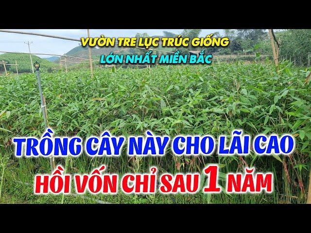 Gợi Ý Giống Cây Trồng Mới Cho Kinh Tế Cao 2024  | Vườn Tre Lục Trúc Giống Lớn Nhất Miền Bắc