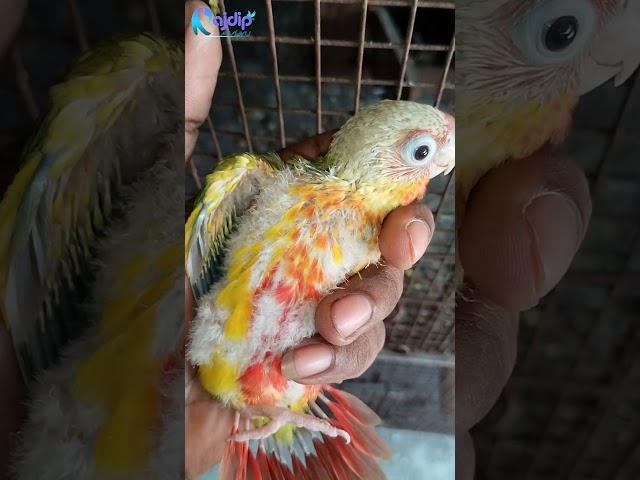 Pineapple conure Baby ️ || Rajdip Aviary #exoticbird #lovebirds #parrot #minivlog