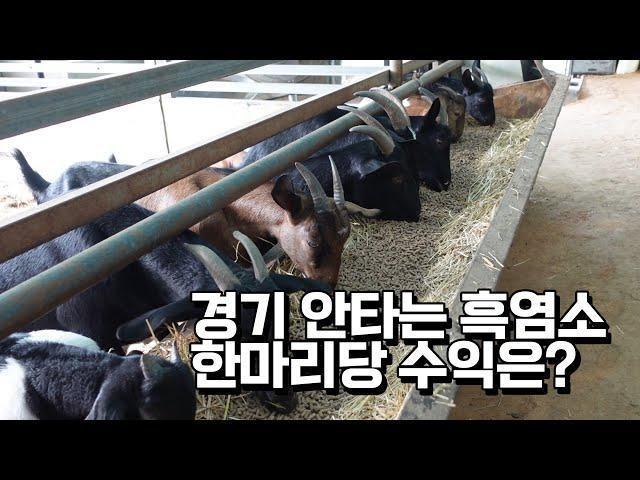 조선소 퇴사하고 귀농해서 흑염소 240마리 키우는 청년농부는 만족할까?