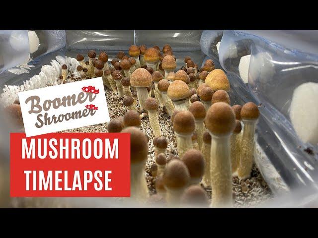 Mushroom, Mycelium, Petri Dish Time-Lapse Compilation