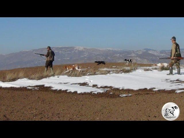 Pointer ile Keklik Avı ( Mehmet ARI ) Dualpointer - Hunting with pointer