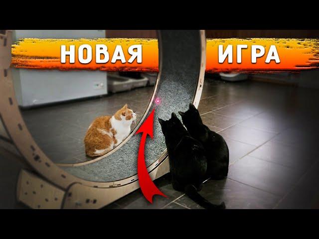 Нукер САМ поднялся на 2 этаж. Кошки от лазера сошли с ума. Кузя отказывается есть после прививки.