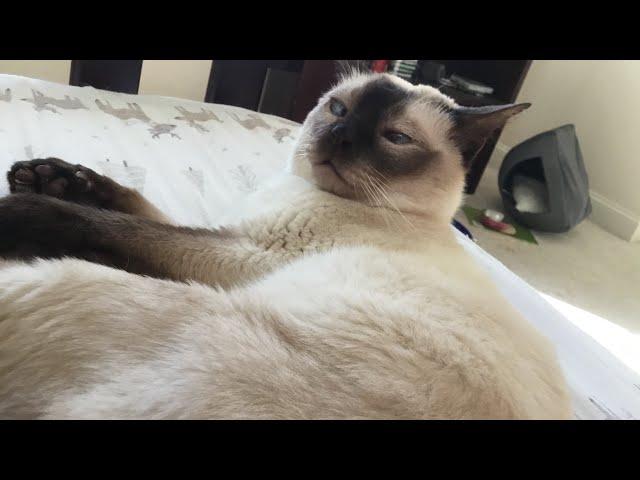 Siamese cat in a car