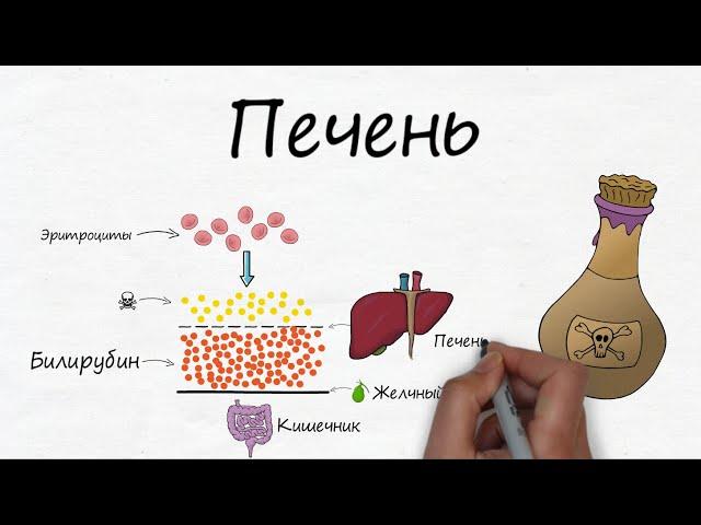 Здоровье печени