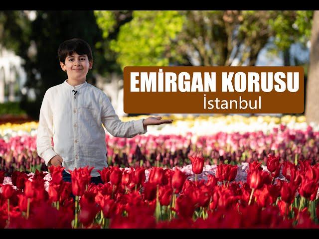 EMİRGAN'DA LALE MEVSİMİ