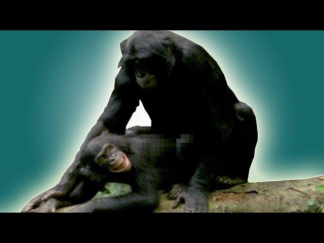 How do animals have sex? | BBC Earth Explore