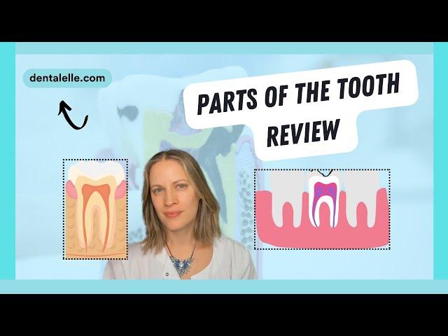 Study Enamel, Cementum, Ligaments  with Dentalelle