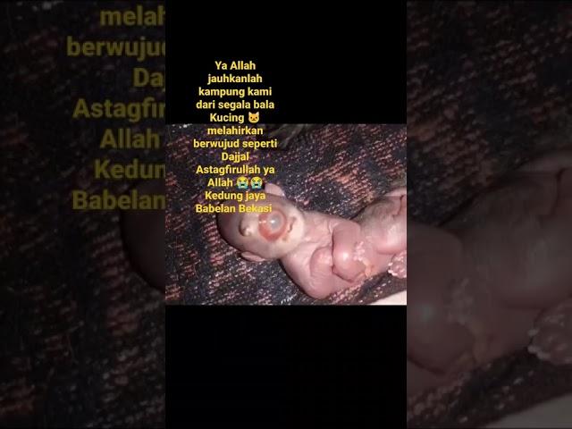 kucing  lahir berwujud Dajjal astagfirullah ya Allah 