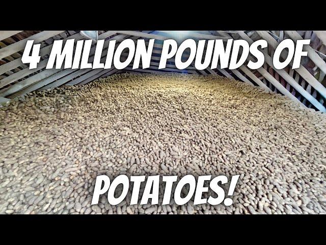 One potato cellar already full! Seven more to go