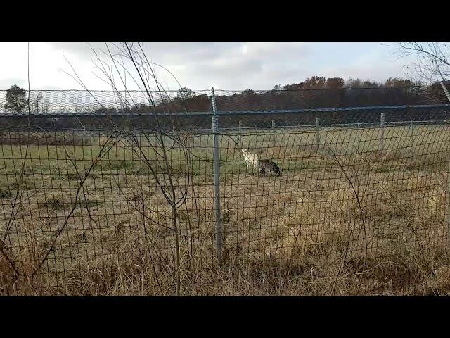 Howling wolves at wolf park, battleground Indiana