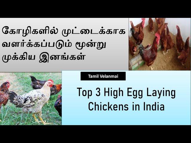 Top 3 High Egg laying Chicken in india || Kozhi valarpu || Tamil Velanmai