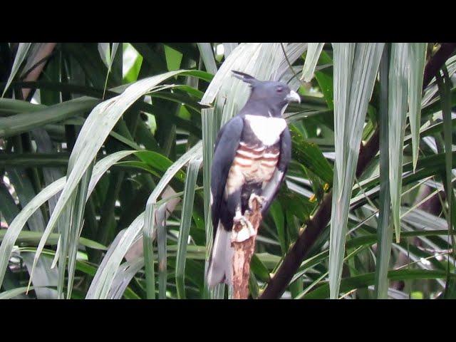 Migratory BLACK BAZA visited Ecogreen, Singapore