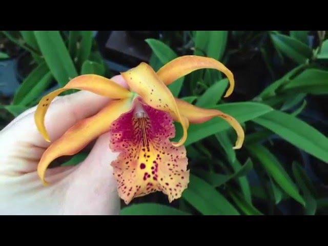 Myrmecatavola / Recchara Frances Fox & Cattleya Alliance Blooms in Schwerter Orchideenzucht