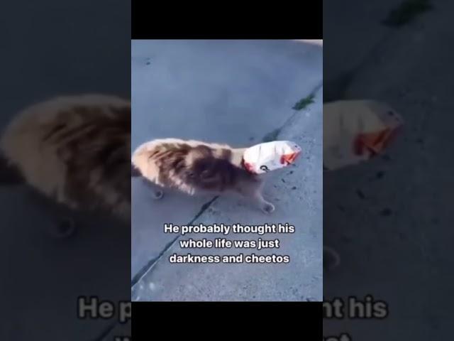 cat thought his life was just darkness & cheetos... #memes #meme #foryou #shortsviral #funny #fyp