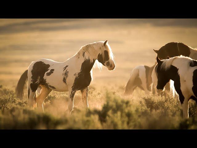 World of Wild Horses with Stallions Mares and Foals of Wyoming by Karen King